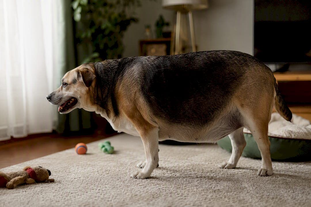 What Does an Overweight Dog Look Like? Signs & What to Do