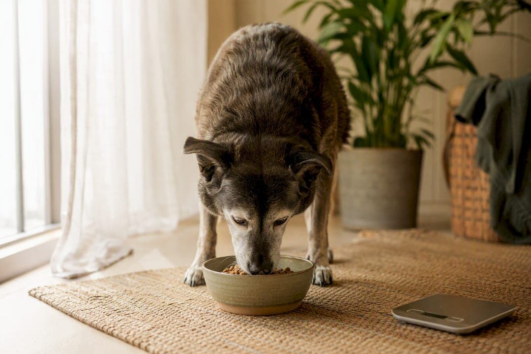 Dog Owners: 8–12 Week Dog Longevity Diet Trackable With Vet Formulas